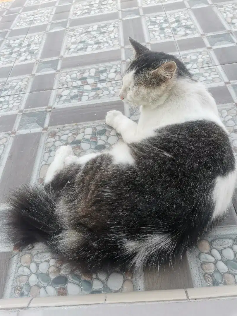 Kucing persia medium jantan