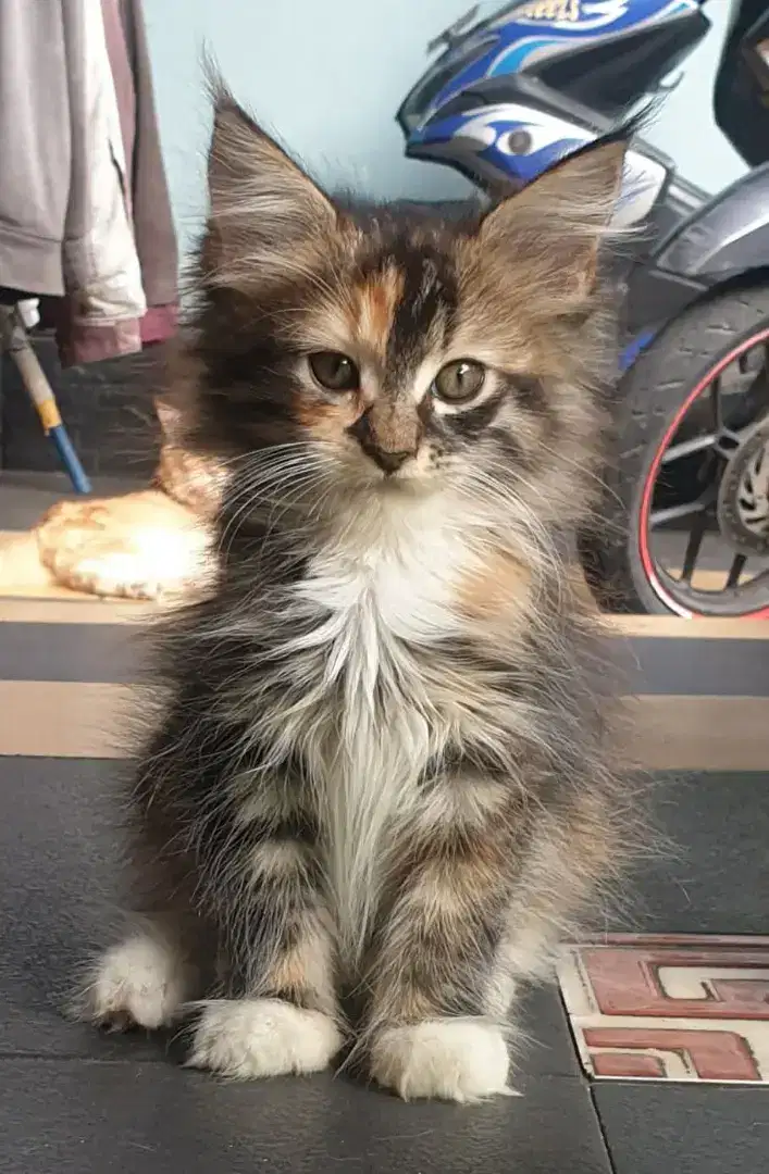 Mainecoon kitten betina