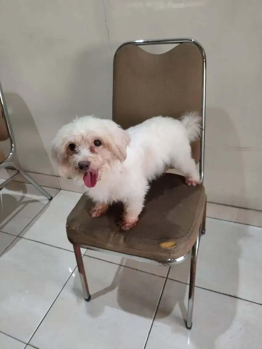 Jual Anjing Maltese Betina Sehat dan Lincah