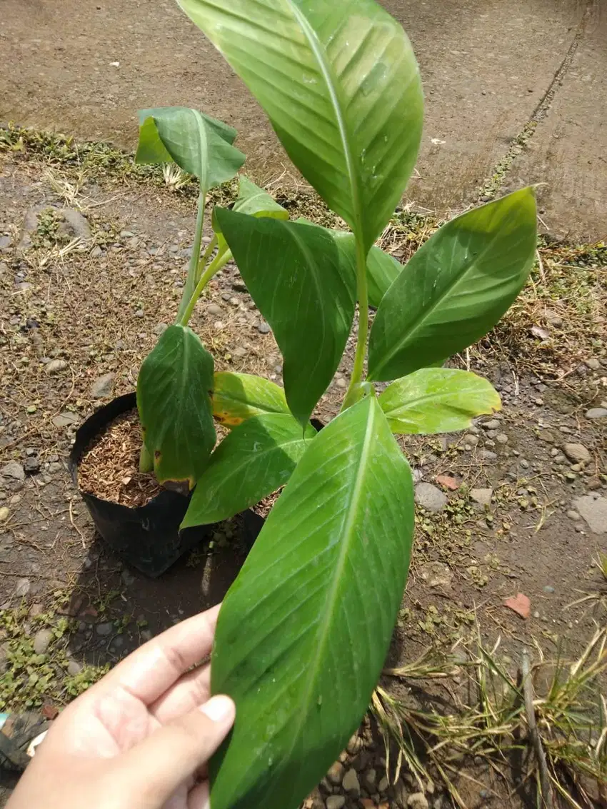 Bibit Tanaman Pisang Rajabulu - Asal Laboratorium - Kultur Jaringan