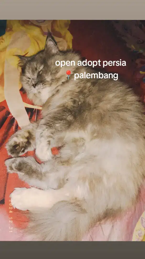 kucing persia adult