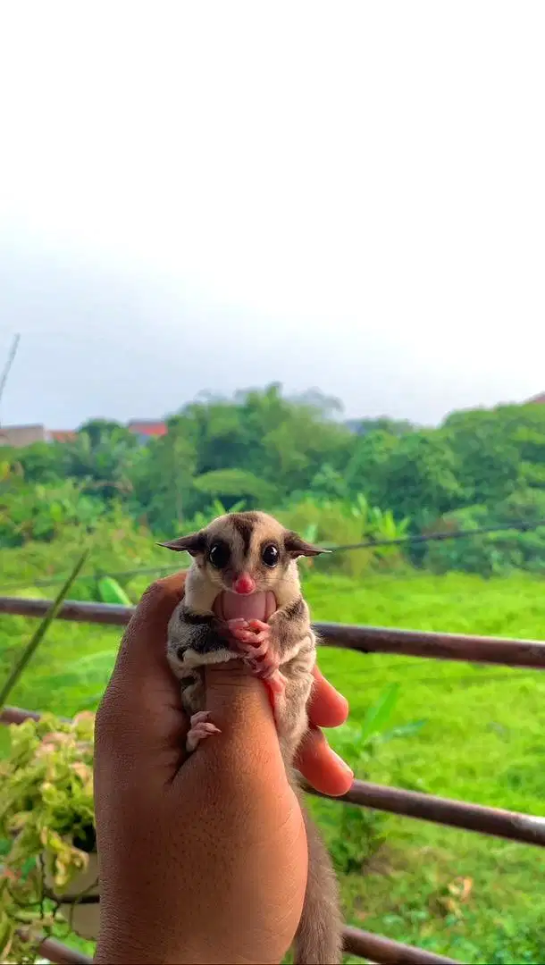 Sugar Glider Joey Classic Grey