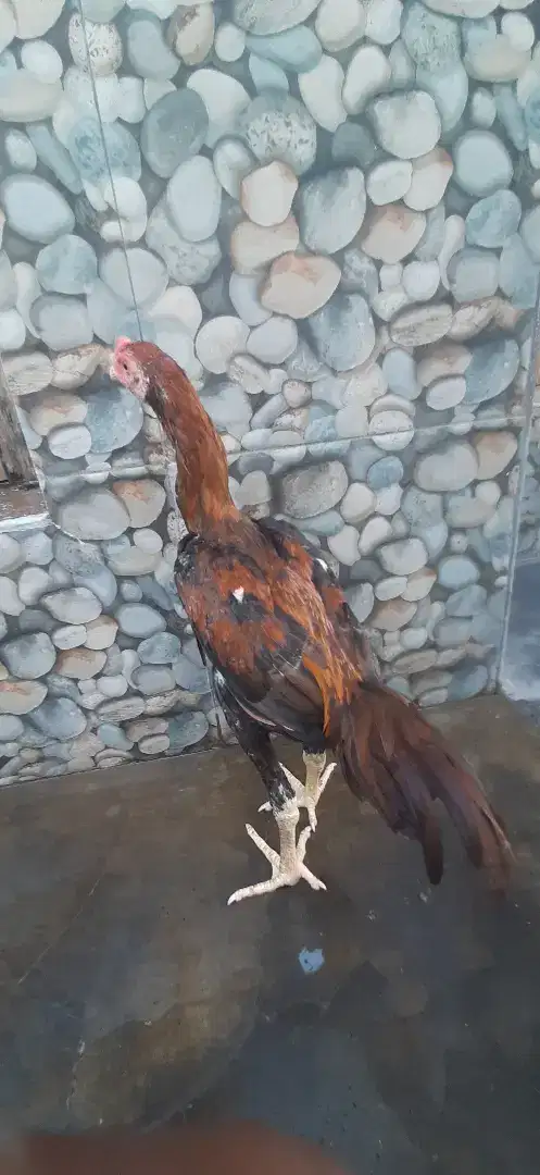 Sepasang Ayam bangkok muda