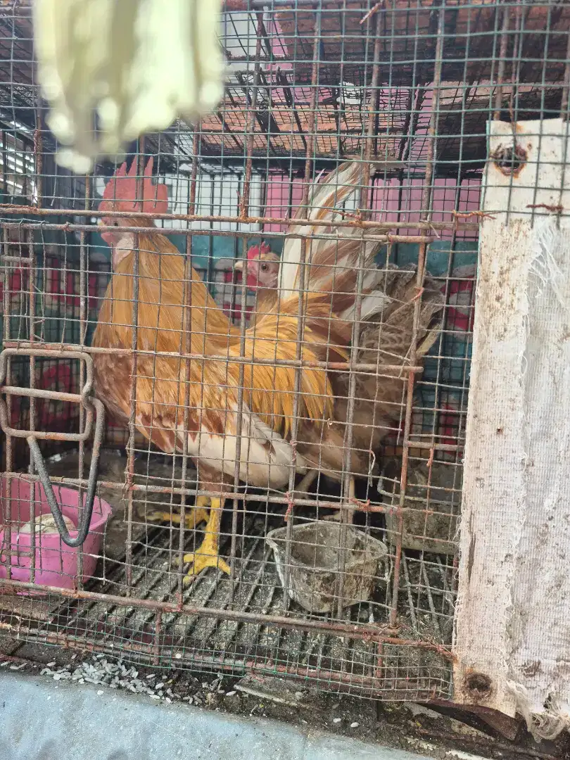 Jual Ayam Kate Istimewa