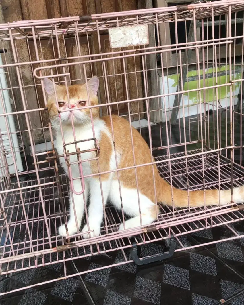 Kucing Peaknose Exotic Jantan Bicolour