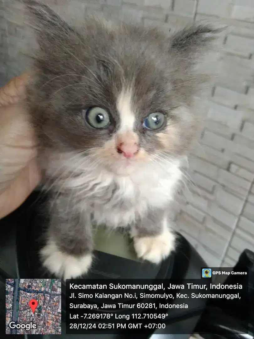 Kucing anggora betina