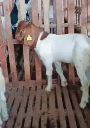 4 ekor bibit kambing boer 4 bulanan 1 jantan 3 betina siap ternak puas