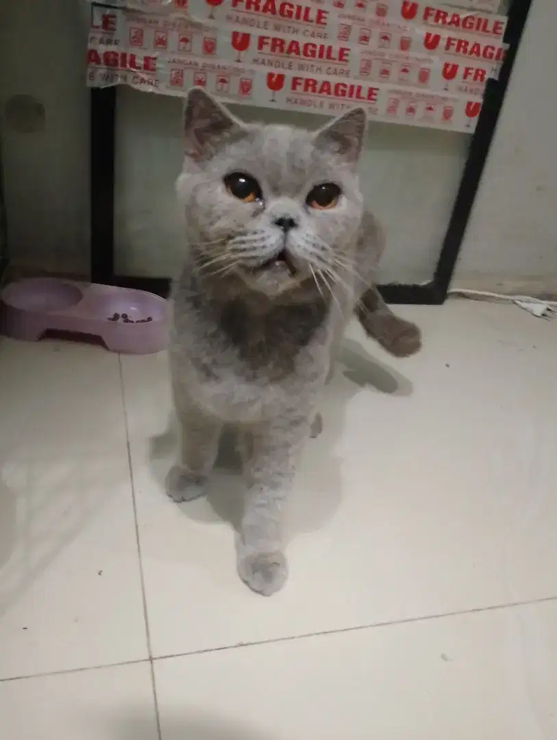 Kucing bsh HAMIL dan INDUKAN