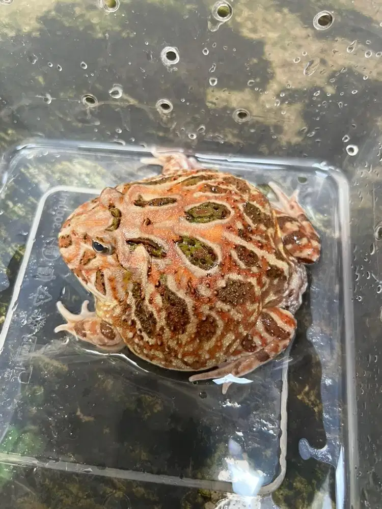 Kodok Pacman 2tahun [si Coki]