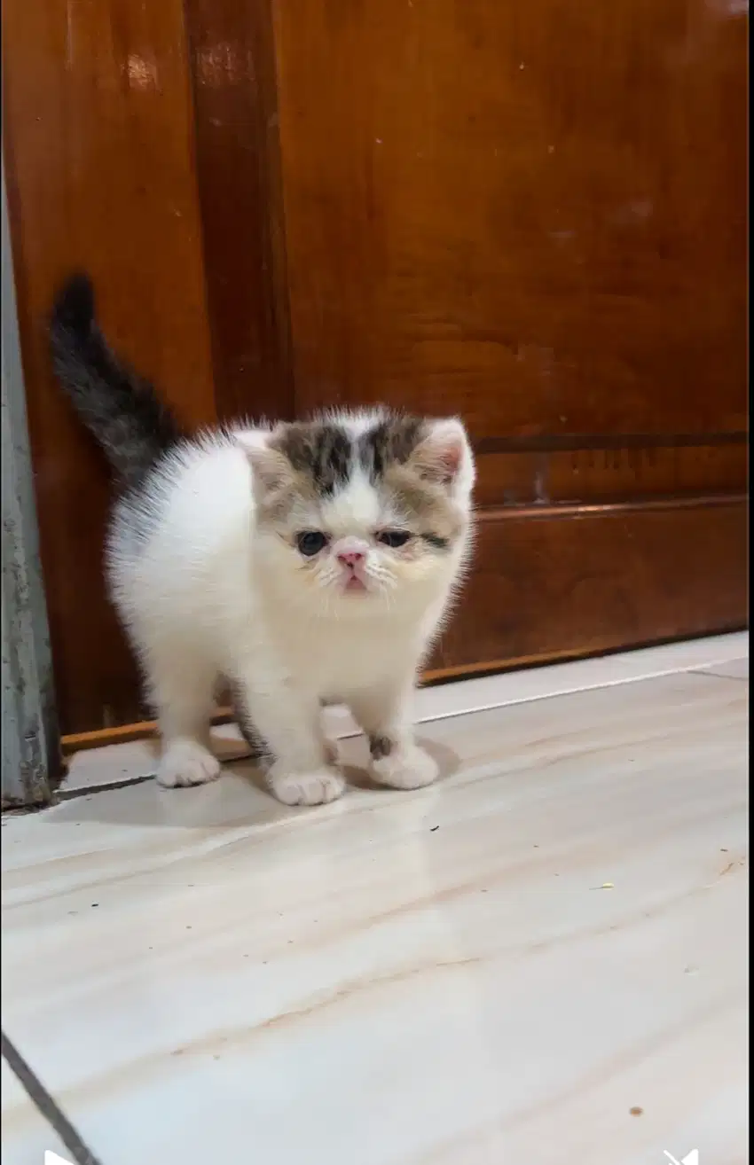 Exotic Shorthair betina