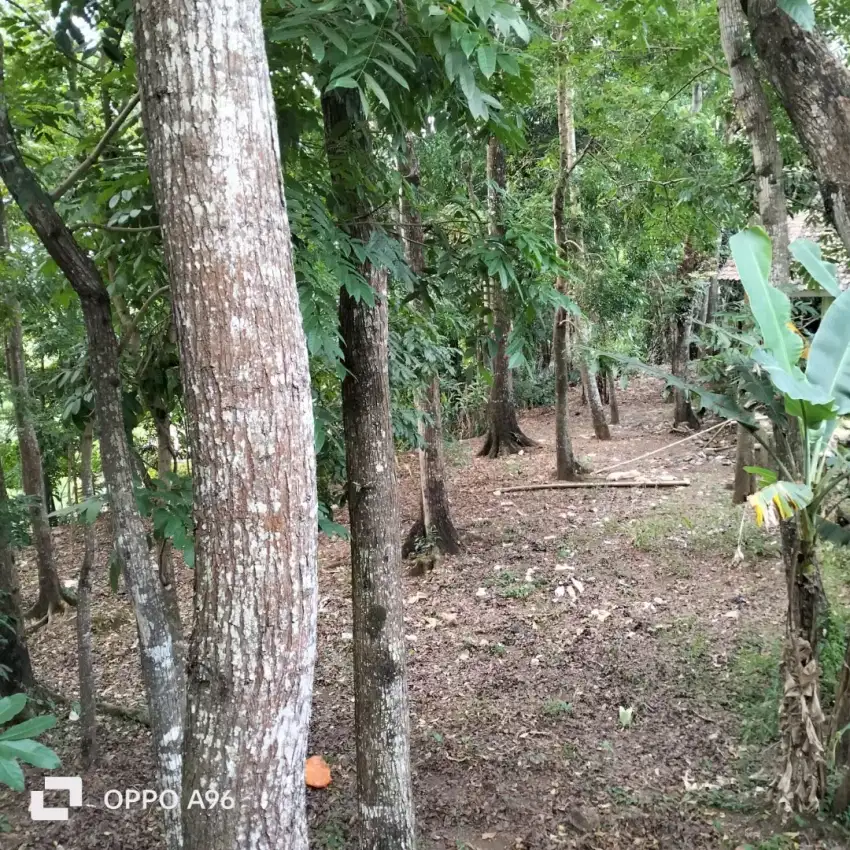 DIJUAL TANAH KEBUN