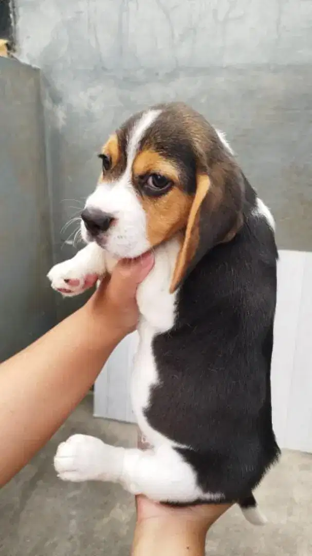 Beagle female  stambum