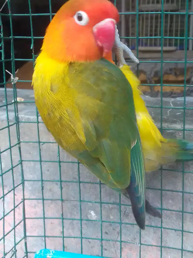 LOVEBIRD WARNA CANTIK KTP BETINA MAPAN 300 NET AJA BURJA