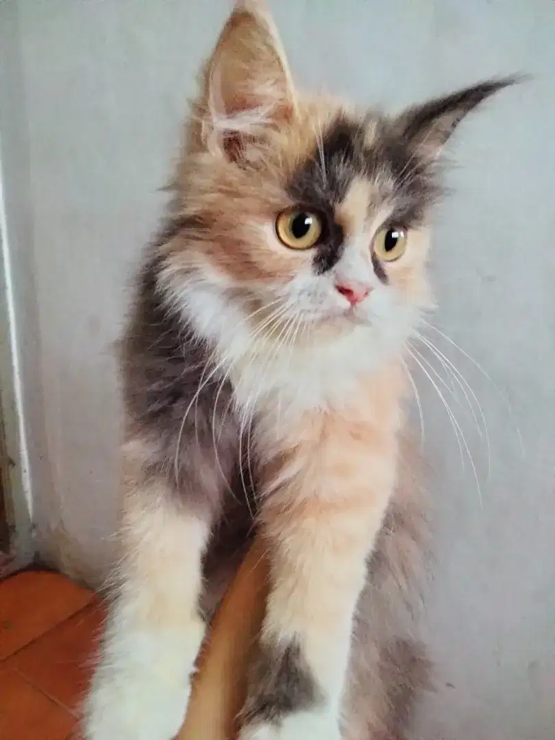 Jual kucing betina persmed