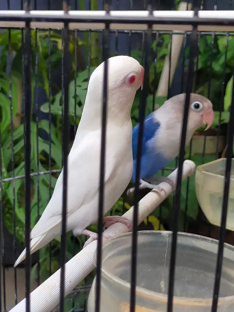 Lovebird Albino Mata Merah