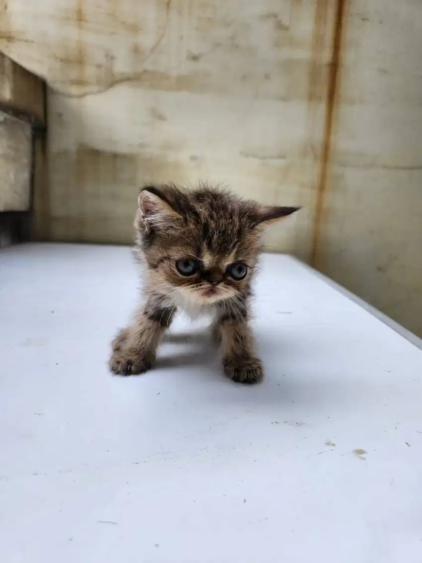 Kucing Peaknose Exotic Shorthair Good Quality