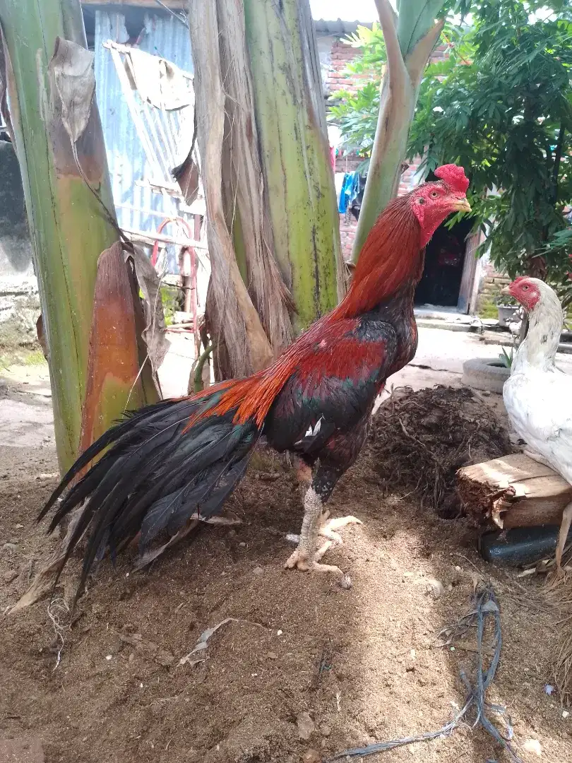 Ayam Bangkok semi ekor lidi