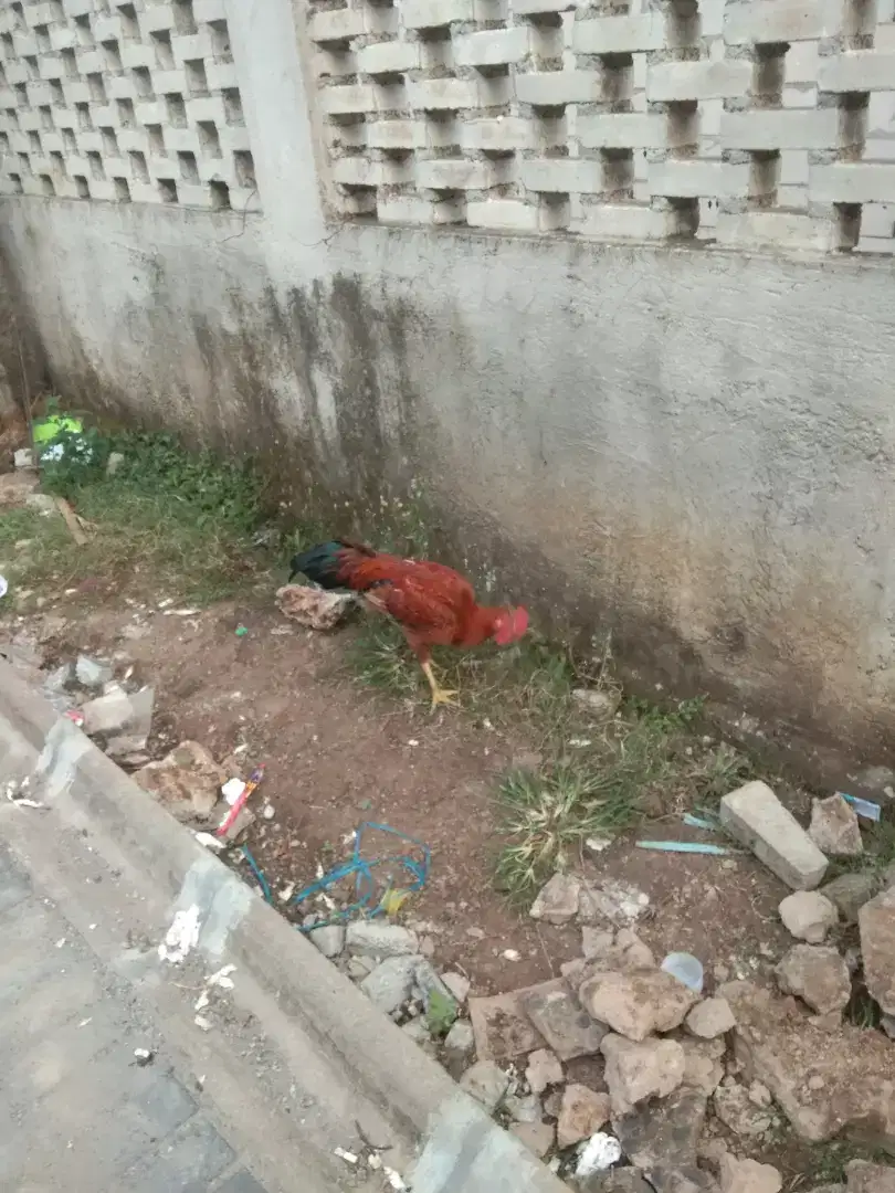 Ayam kampung jantan dan betina