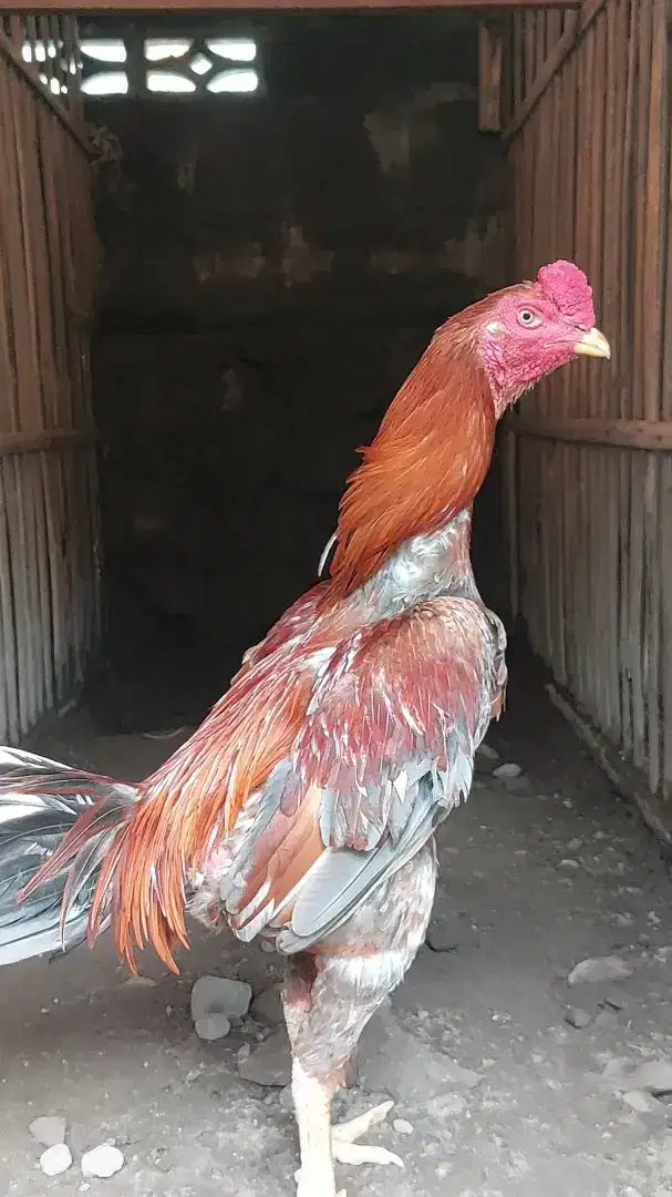 Ayam bangkok jogjakarta