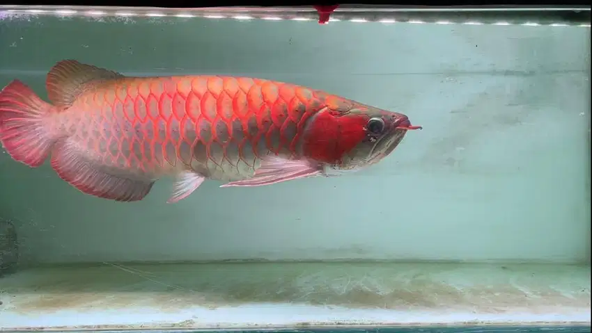 Ikan Arwana SR Super Red 58-60cm