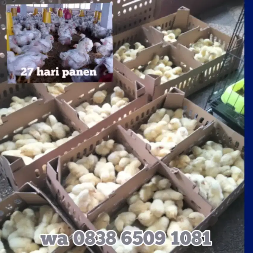 DOC ANAK AYAM BROILER SUPER PEDAGING