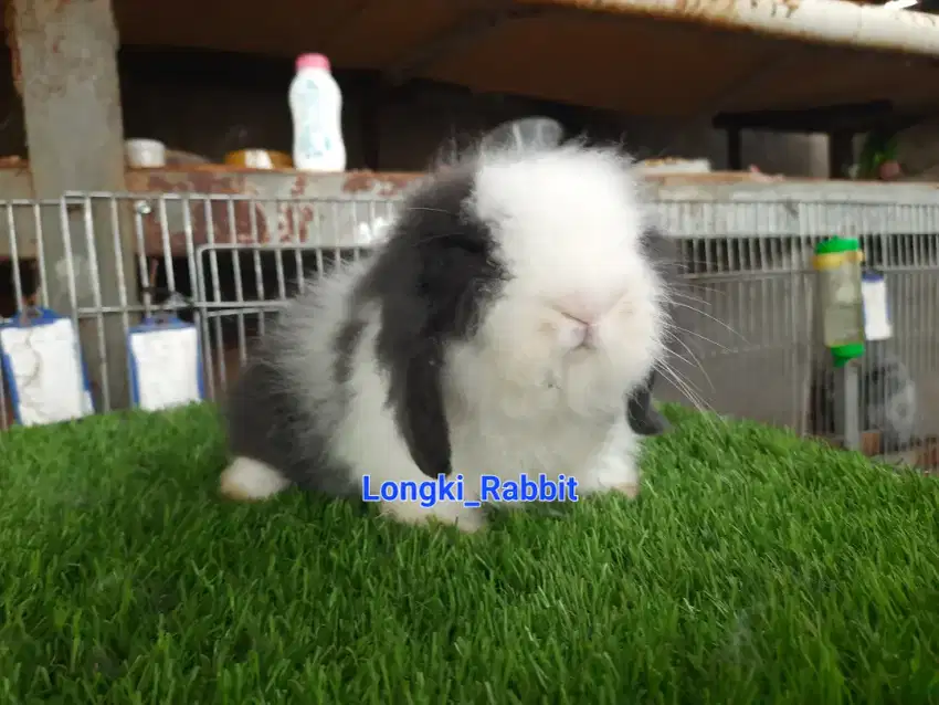 Kelinci Fuzzy Lop