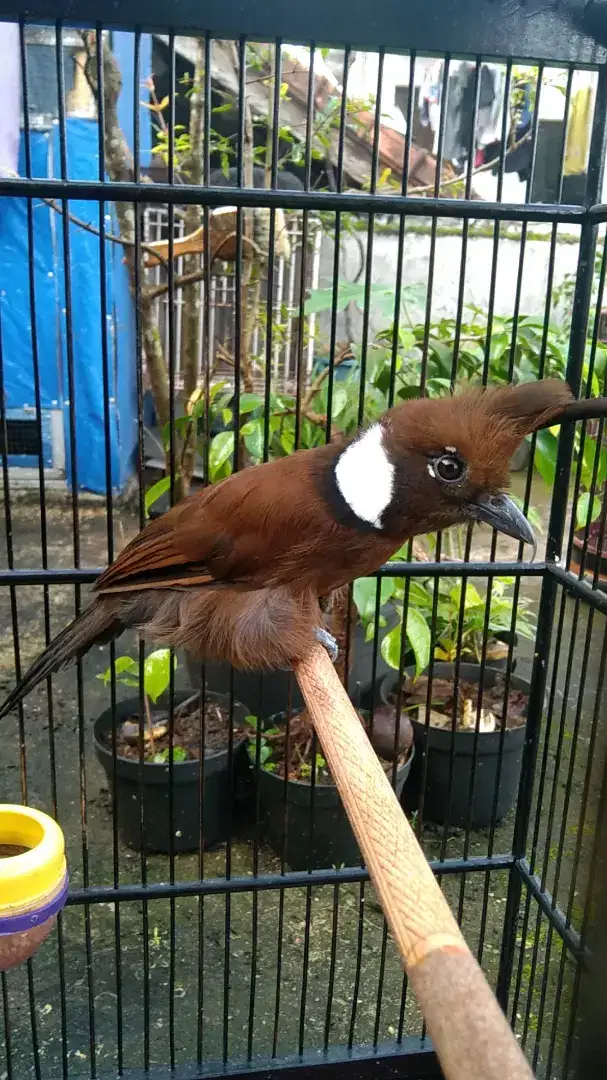 Burung cililin coklat