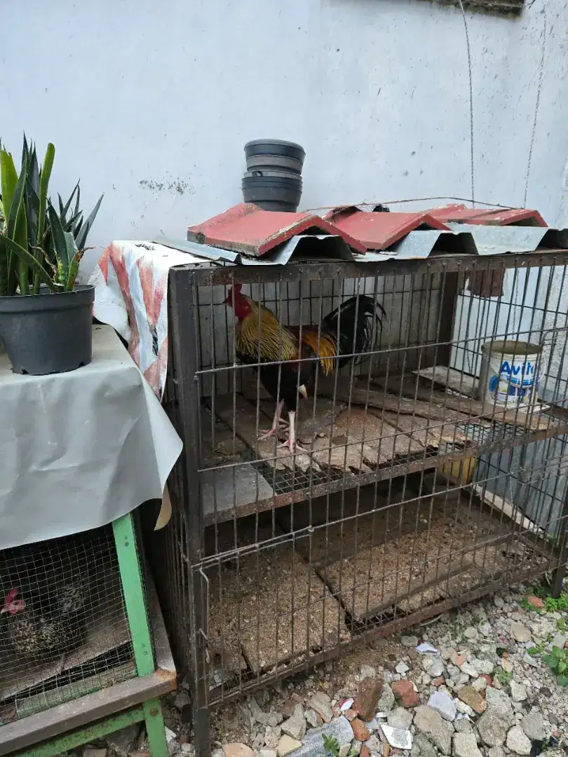 Jual ayam jago kampung besar