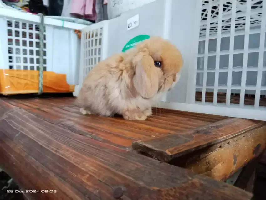 Kelinci hias lucu Holland lop