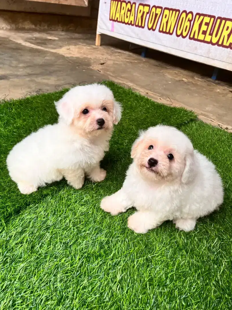 Toy poodle Good Quality Murah white 2 bulan