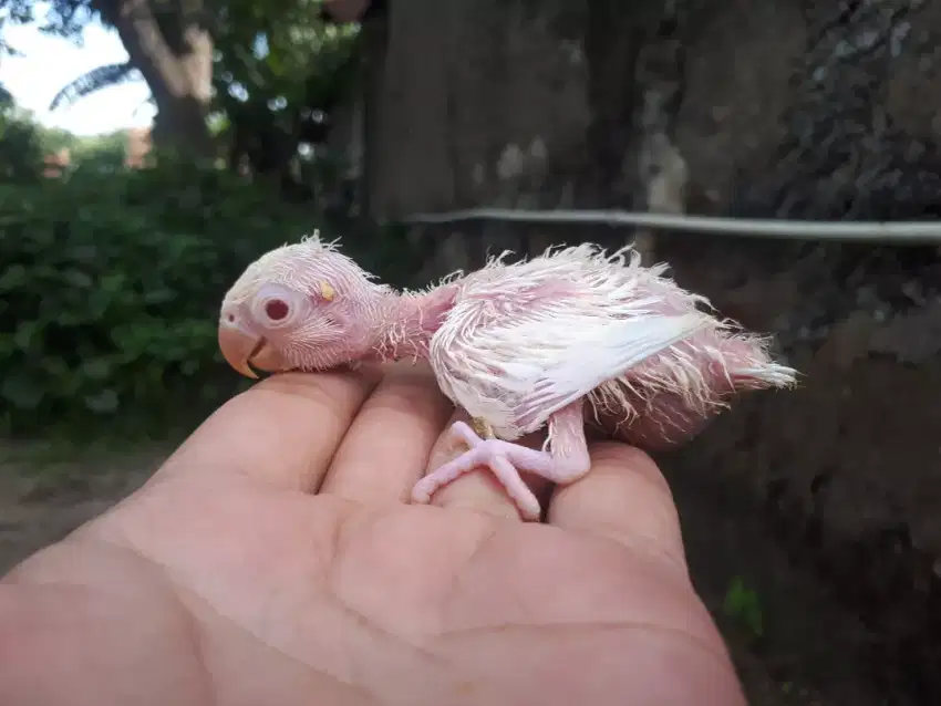 Albino mata merah lolohan