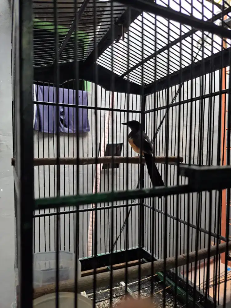 Jual murai batu betina siap ternak split golden.