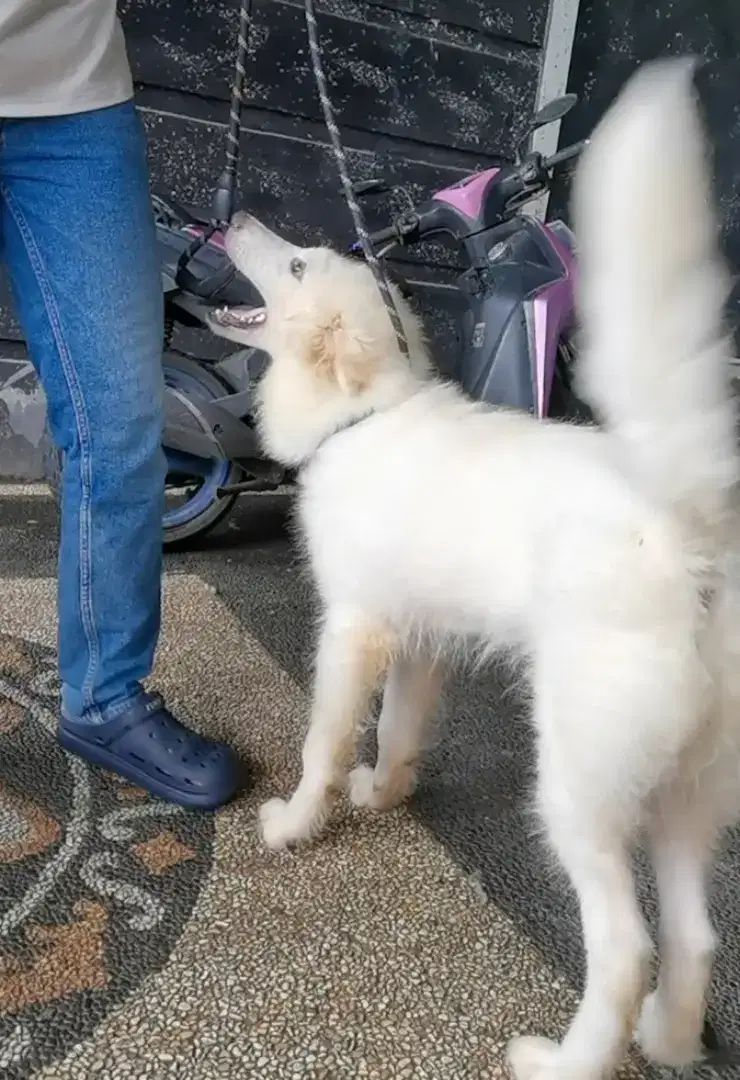 White Alaskan malamute