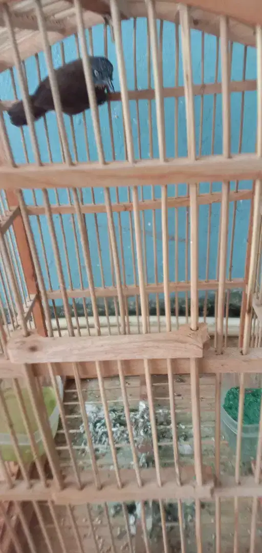 Jual burung tepus pala abu