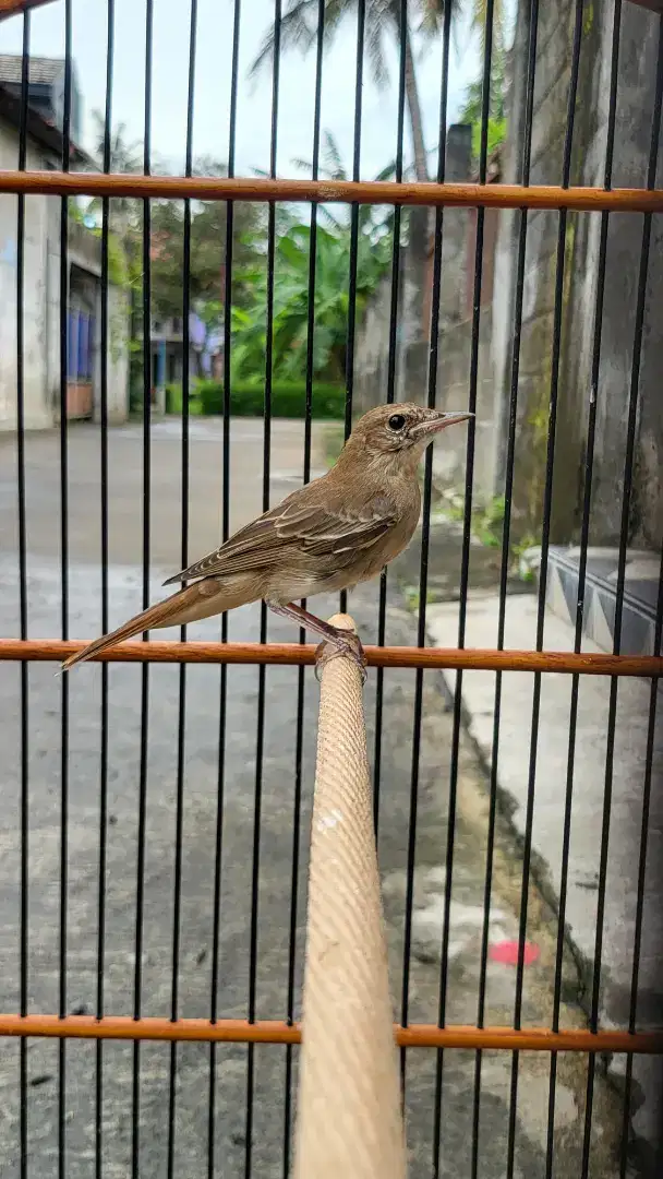 Burung nightingale jantan mapan bisa tt