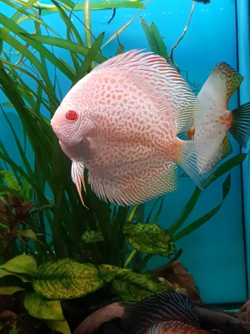 Dijual ikan Discus size 4 up