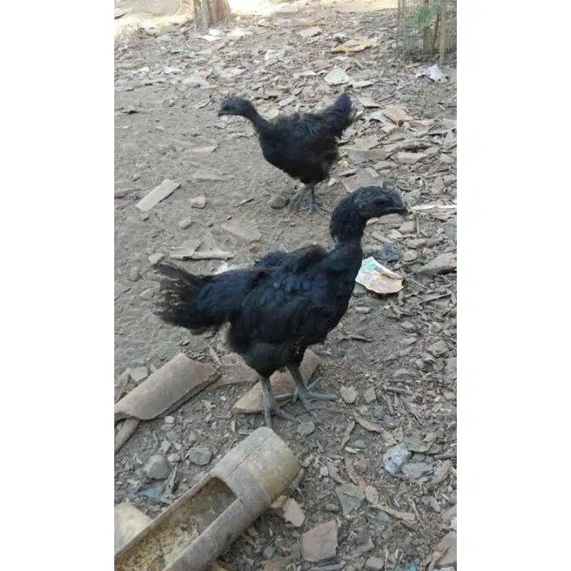 Anak ayam Cemani