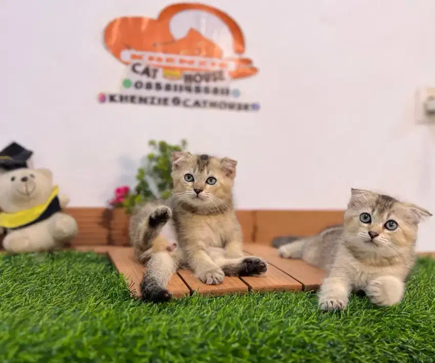 Kucing Scottish fold golden luccu gemoy gemoy