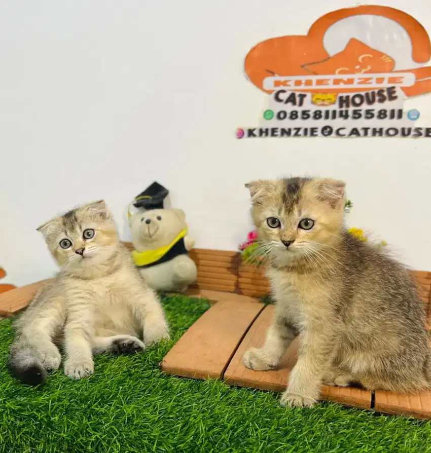 Kucing Scottish fold golden lucu gemooy gemoy