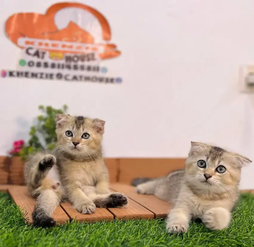 Kucing Scottish fold golden lucu gemoy gemooy