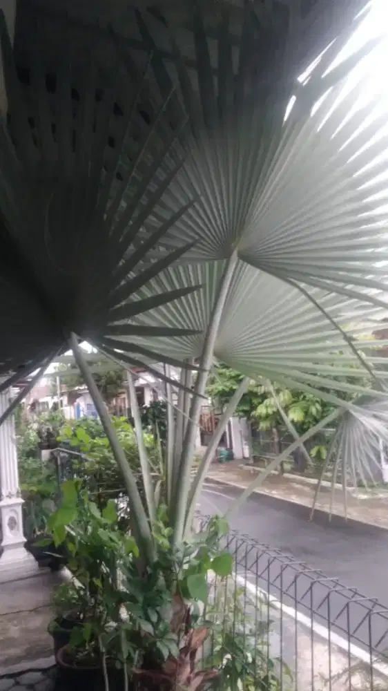 Pohon palem bismarkia