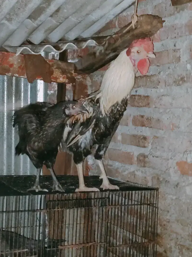 Ayam Pelung Sepasang