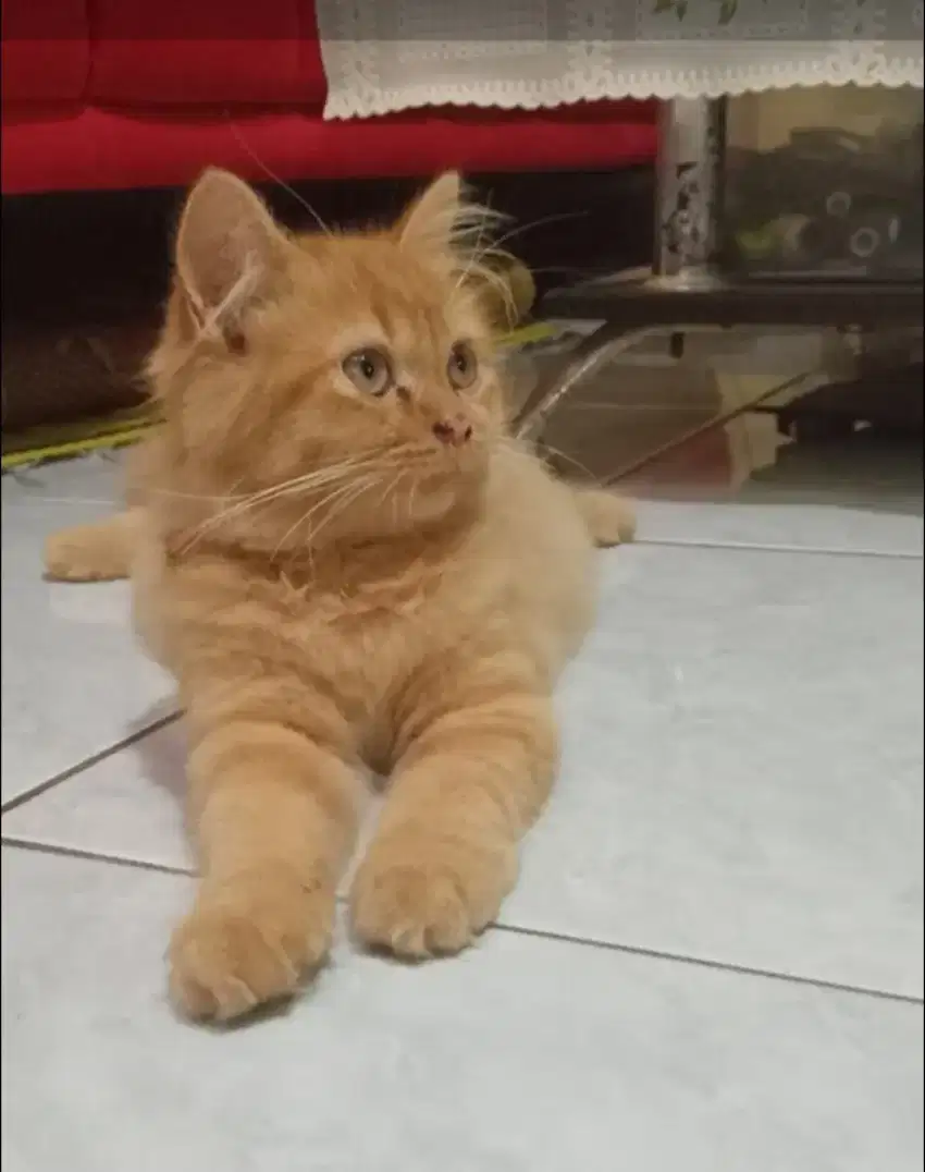 Kucing Persia Medium Longhair