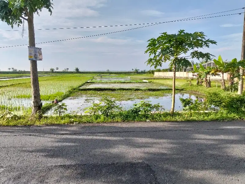 Jual Sawah lokasi bagus mainroad