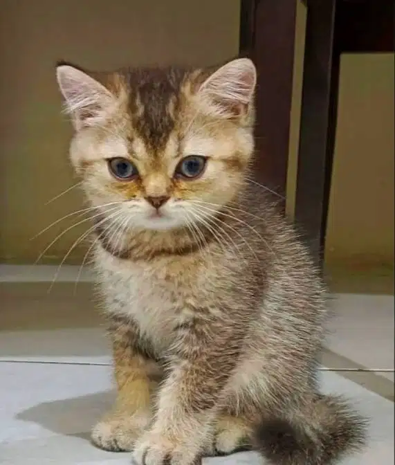 Kucing kitten British Shorthair Golden