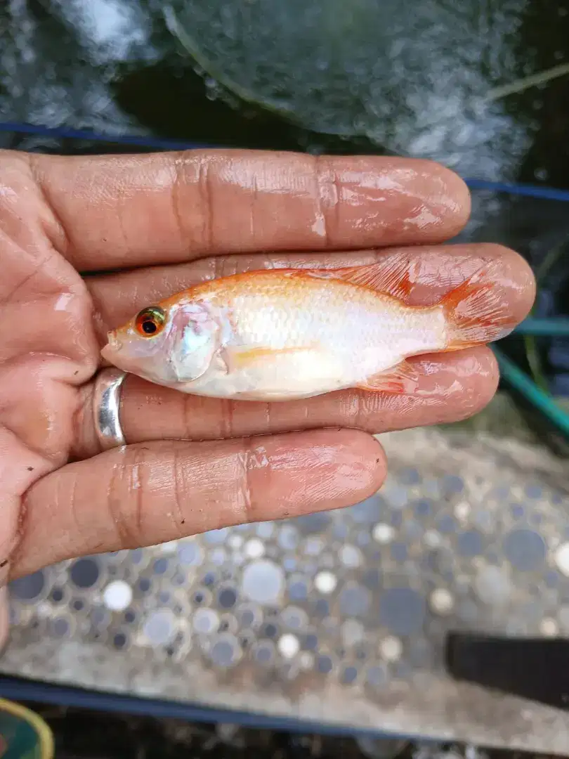 Bibit ikan nila merah. Laguna AURI cisalak