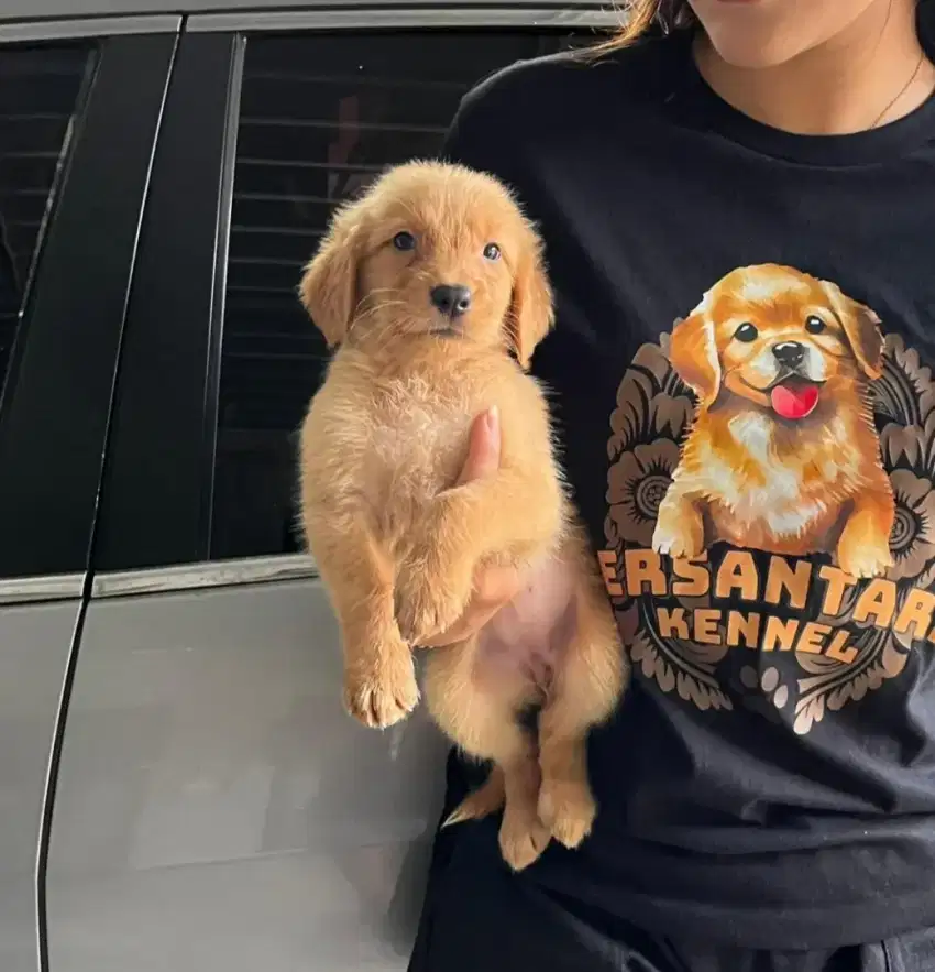 Anak Anjing Golden Retriever Puppy