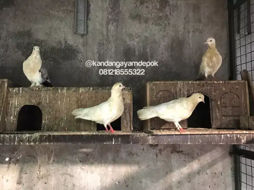 Burung dara / merpati hias