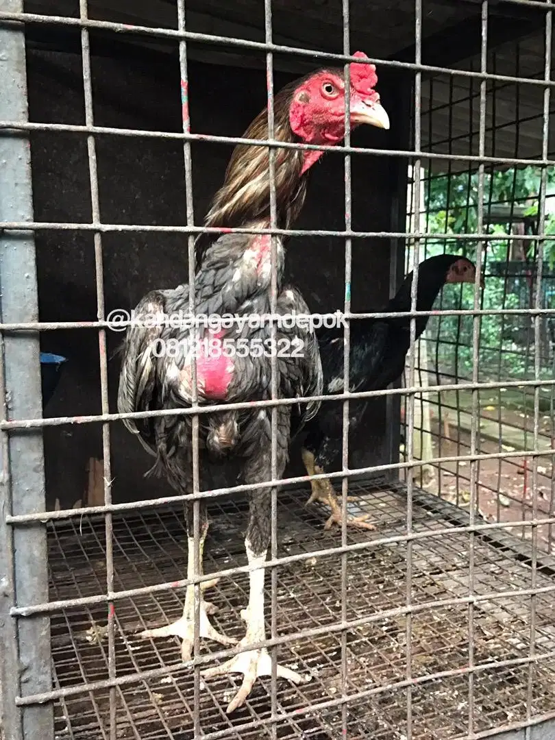 Ayam bangkok sepasang