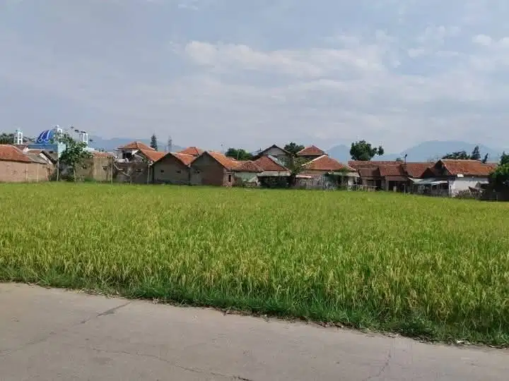 Tanah Sawah Dipinggir Jalan Ciparay